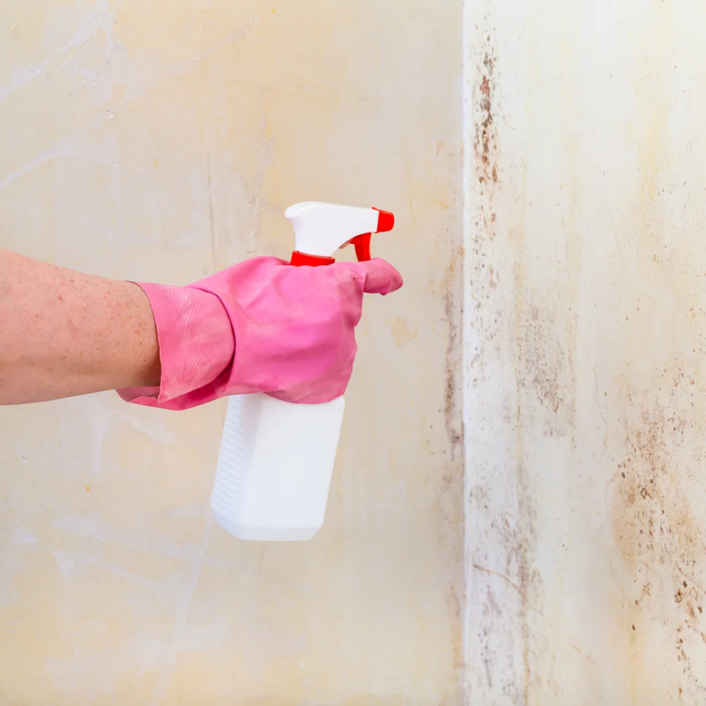 mold toxicity Denver